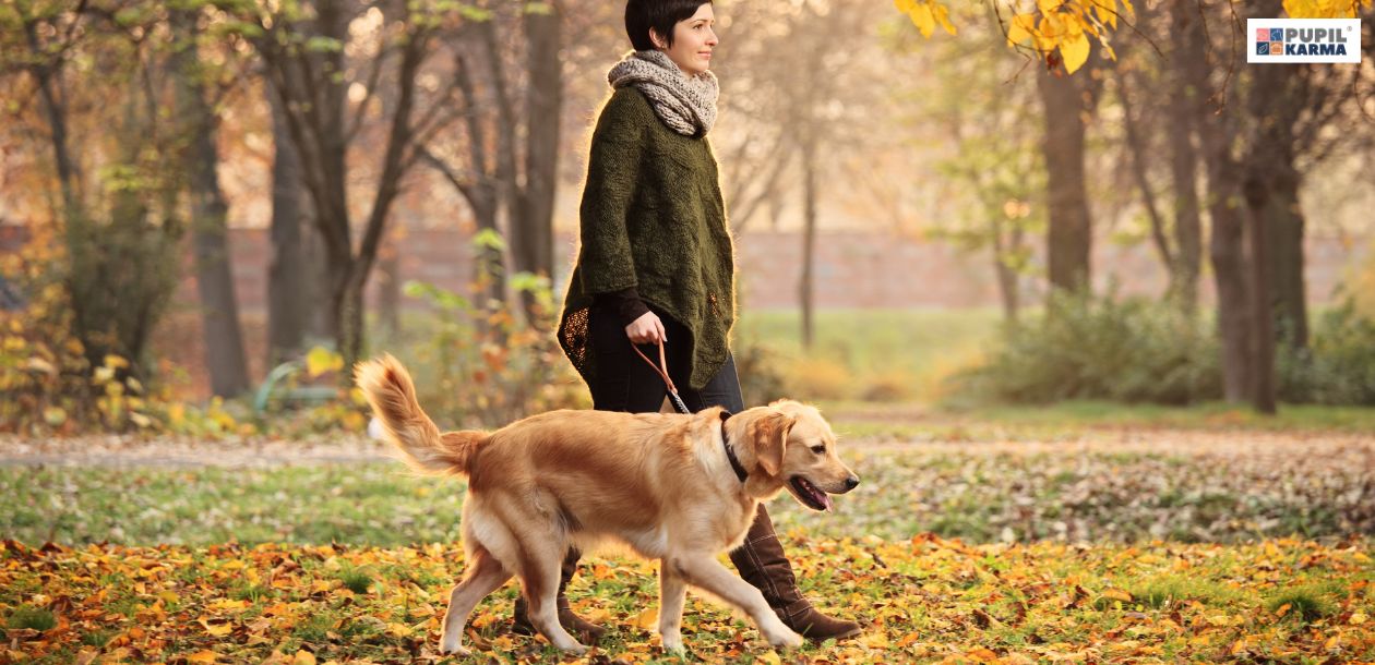 Dlaczego pies liże łapy? Oto najczęstsze przyczyny! Zapewnij mu aktywność. Zdjęcie przestawia opiekuna spacerującego po paru z psem rasy golden retriver. Dookoła leży dużo liści co sugeruję jesień. W prawym górnym rogu jest logo pupilkarma.